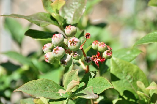 A picture of some green wild blueberries on the shrub.