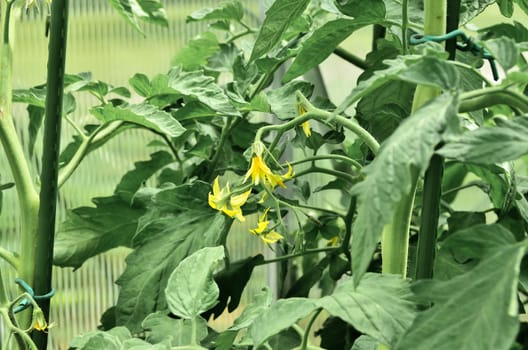 A close-up of a cherry tomato plant beginning to bear fruit.