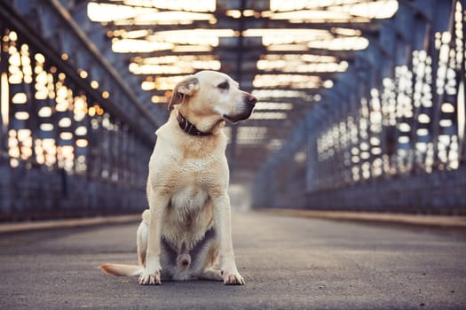 Yellow labrador retriever is waiting on the old bridge