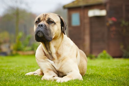 Cane corso dog is lying in the garden