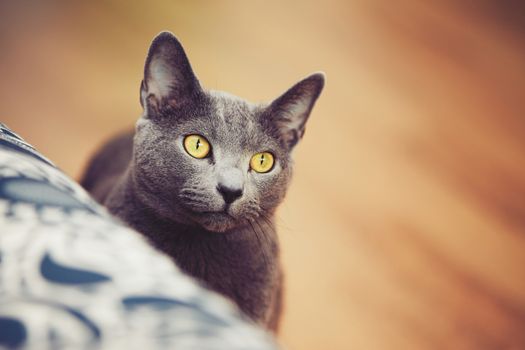 Curious russian blue cat at the home