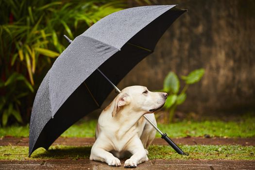 Labrador retriever in rain is waiting under umbrella.