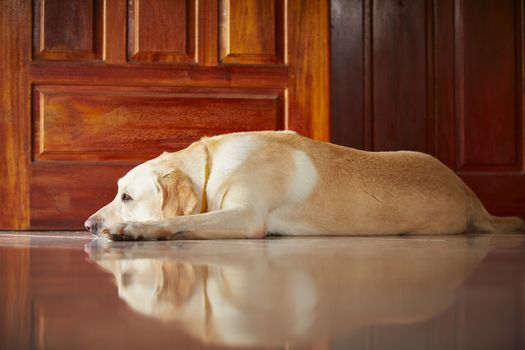 Labrador retriever is lying in door of the house 