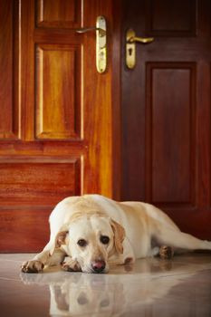 Labrador retriever is lying in door of the house 