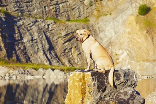 Yellow labrador retriever is looking from the rock
