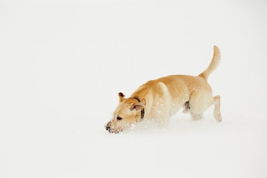Yellow labrador retriever is running in wintry landscape