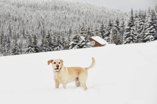 Yellow labrador retriever is playing in wintry landscape