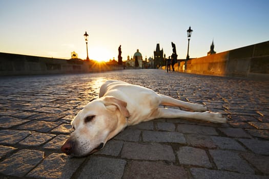 Labrador retriever on the Charles Bridge in Prague at the sunrise.