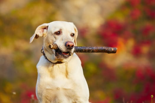 Labrador retriever with wooden stick in autumn nature