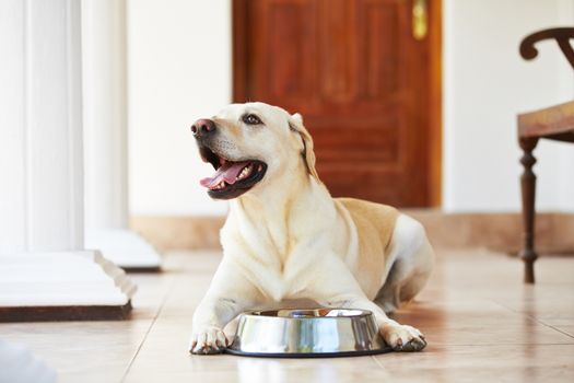 Hungry labrador with empty bowl is waiting for feeding.