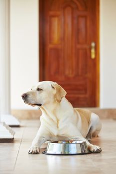 Hungry labrador with empty bowl is waiting for feeding.