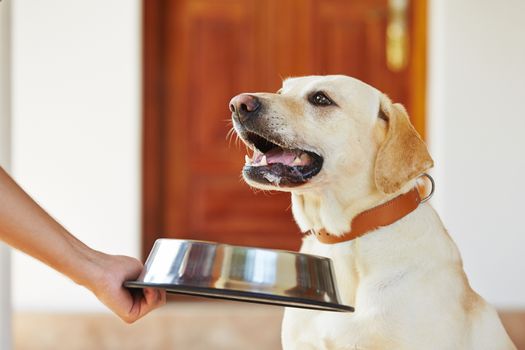 Hungry labrador with dog bowl is waiting for feeding. 