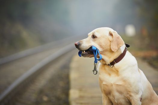 Dog is waiting for the owner on the railway platform 