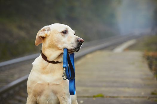 Dog is waiting for the owner on the railway platform 