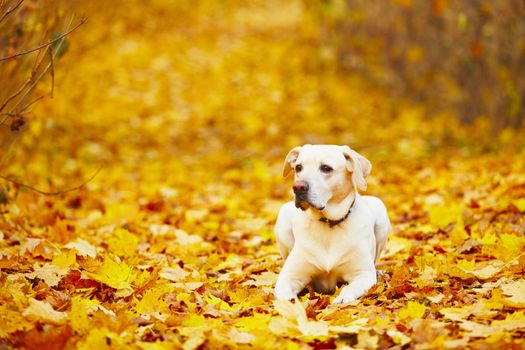 Labrador retriever is playing in the leaves in autumn 