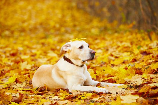 Labrador retriever is playing in the leaves in autumn 