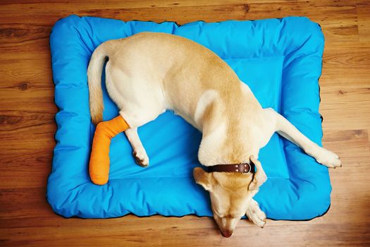 Yellow labrador retriever is sleeping with broken leg