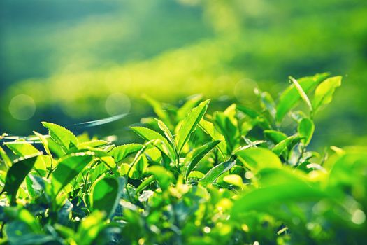 Green leaves of tea. Tea plantation in Sri Lanka 