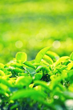 Green leaves of tea in Sri Lanka