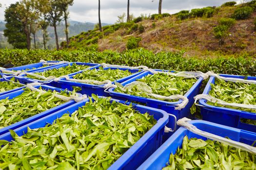 Green leaves of tea in blue boxes in Sri Lanka