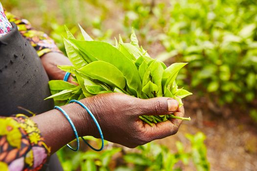 Hands of women from the tea plantation - Sri Lanka