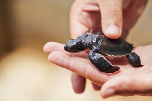 Three days old turtle on the human palm in Turtle Hatchery - Sri Lanka