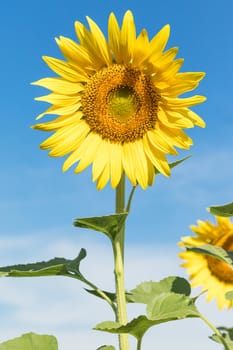 Close up Sunflower growth and blooming agent blue sky
