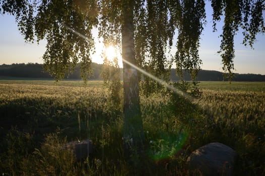 agricultural field, nature and agriculture farming series