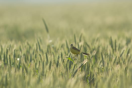 agricultural field, nature and agriculture farming series