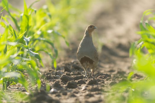 agricultural field, nature and agriculture farming series