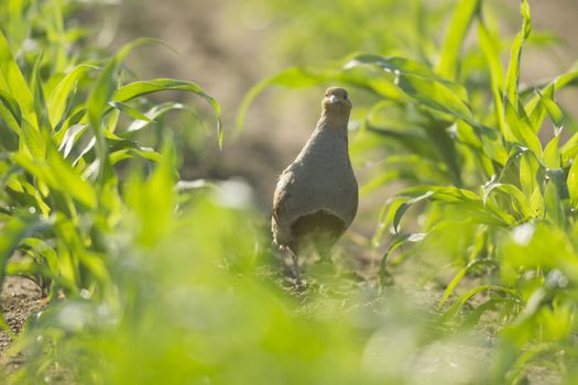 wild bird in natural habitat, nature series