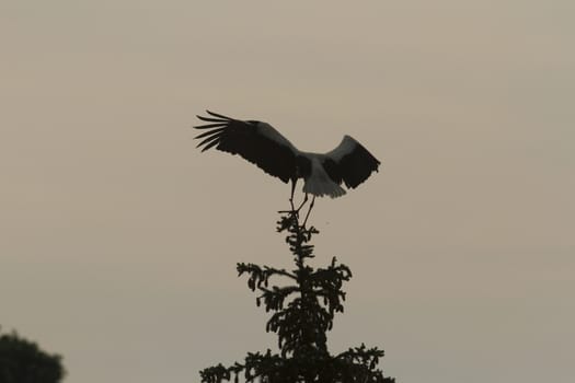 many birds in their natural habitat, nature series