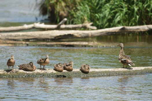 many birds in their natural habitat, nature series
