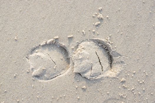 Close up horse foot prints on beach, sand track.