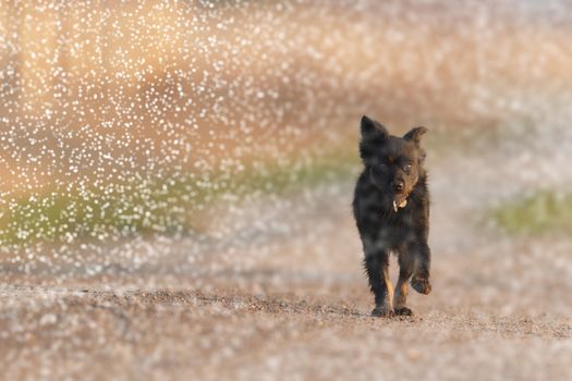 funny dog in sunny day, animals series
