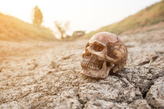 Skull on dry cracked ground,Global warming concept, Dry river.