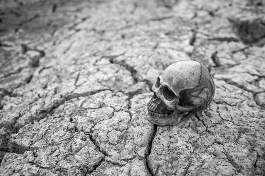 Skull on dry cracked ground. Black and white.
