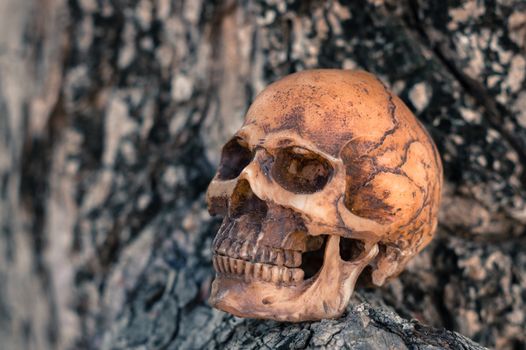 Selective focus skull on wood background.