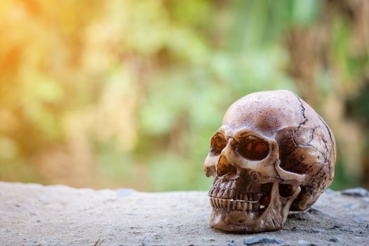 Skull on green bokeh background