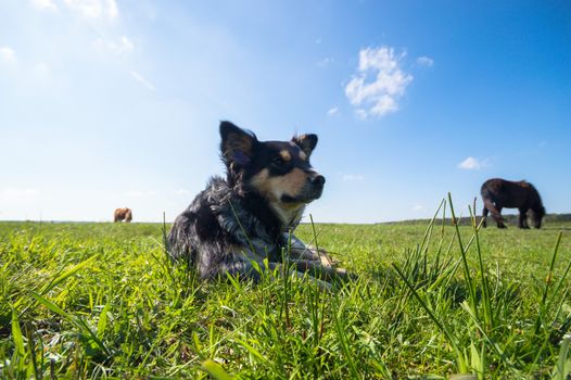 funny dog in sunny day, animals series