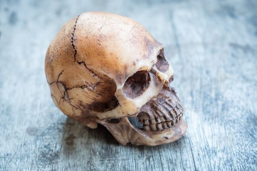 Selective focus skull on wood background.