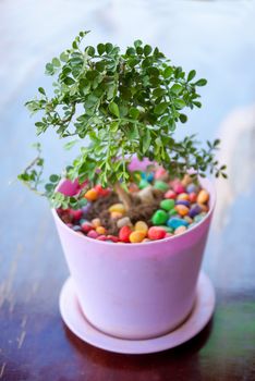 Little Green tree pot decoration on wooden table.