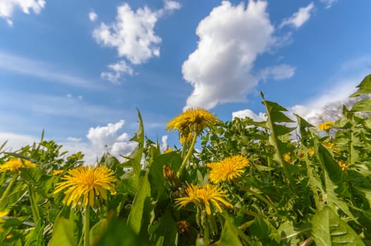 natural green colorful rural meadow, nature series