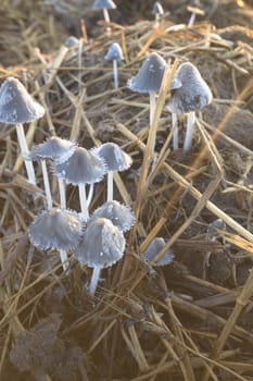 forest mushroom after longtime rain, nature series