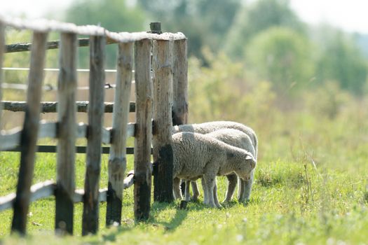 sheep on grass with blue sky, some looking at the camera