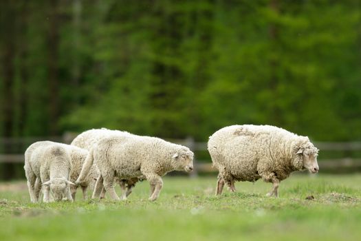 sheep on grass with blue sky, some looking at the camera