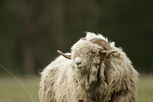 sheep on grass with blue sky, some looking at the camera