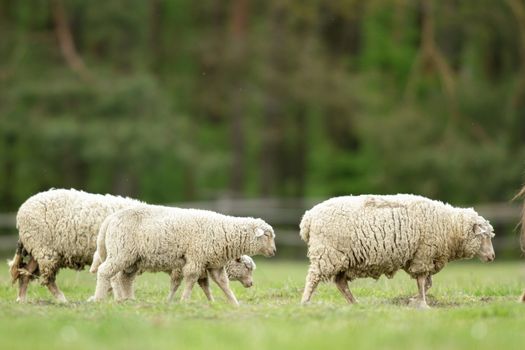 sheep on grass with blue sky, some looking at the camera