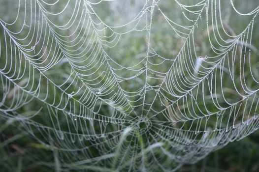 spider web with colorful background, nature series