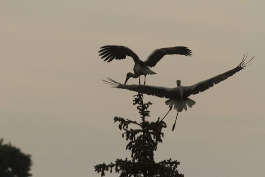 storks on green grass in sunny day, nature series